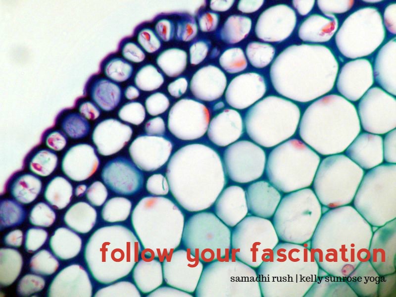 Follow Your Fascination | Take Your Yoga Practice to the Next Level