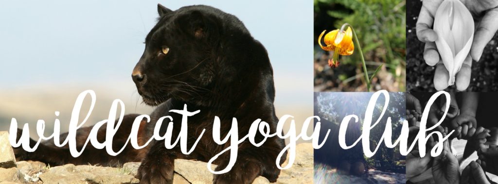 The Wildcat Yoga Club is an online space for practice, study and connection 