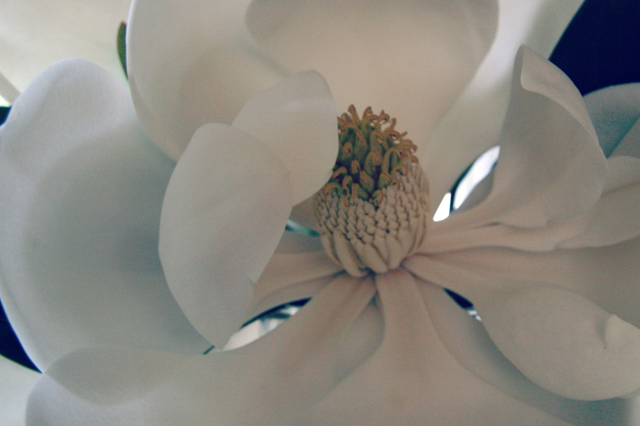 magnolia