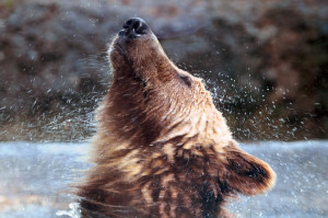 Brown Beauty Bear