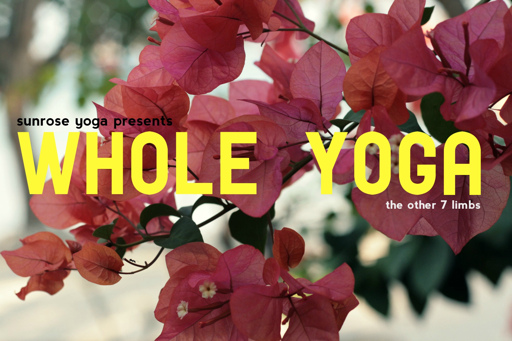 Kelly Sunrose Yoga// Whole Yoga// The Other 7 Limbs